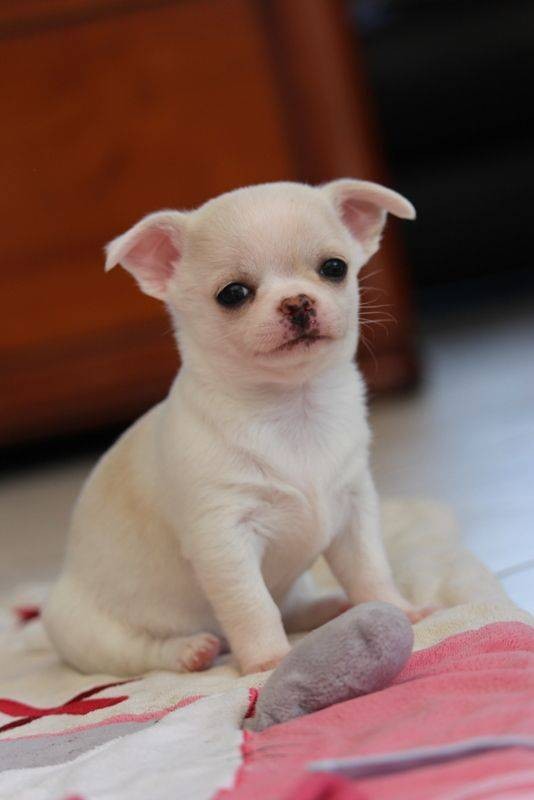chiot chihuahua non lof a donner