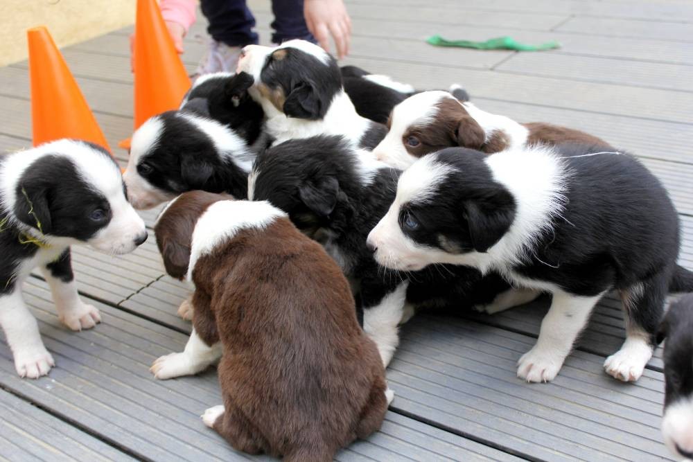 Chiots Border Collie A Donner